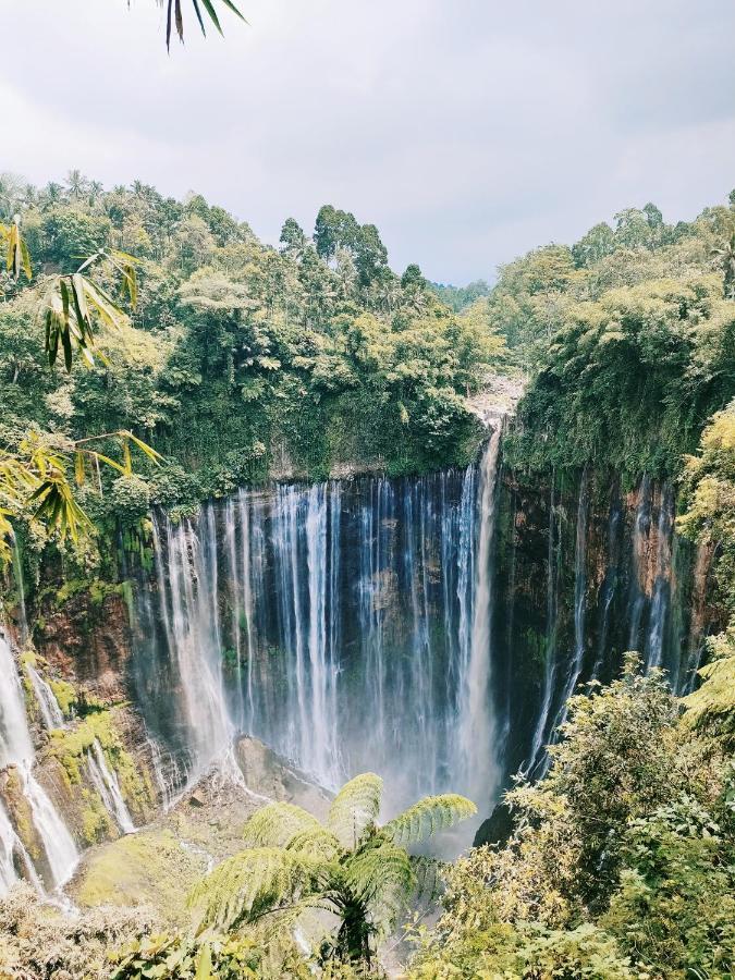 דירות Tosari Bromo Tanjung מראה חיצוני תמונה